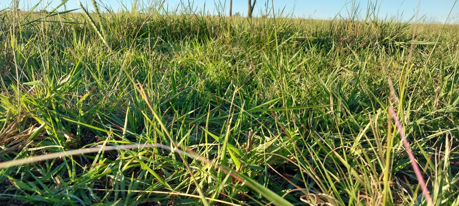 Paisaje de la cuenca ovino-caprina